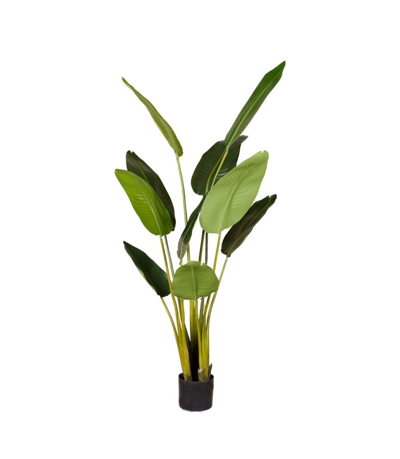 PLATANERA