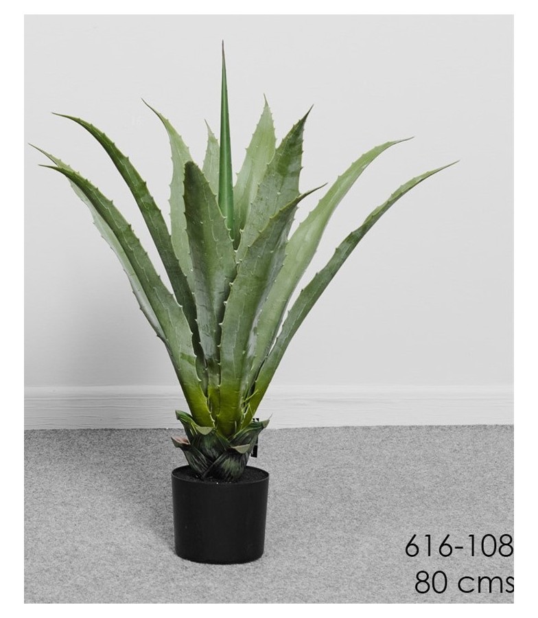 PLANTA ARBOL AGAVE